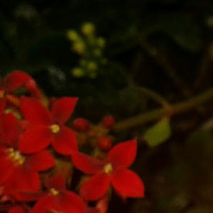 Meet your Posher, Tristyn